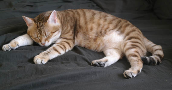 chat dormeur
