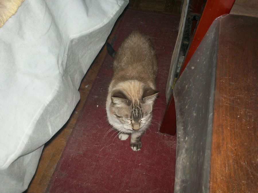 Image trappage cage