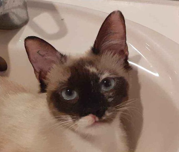 Adoptions Ecole Du Chat Valence