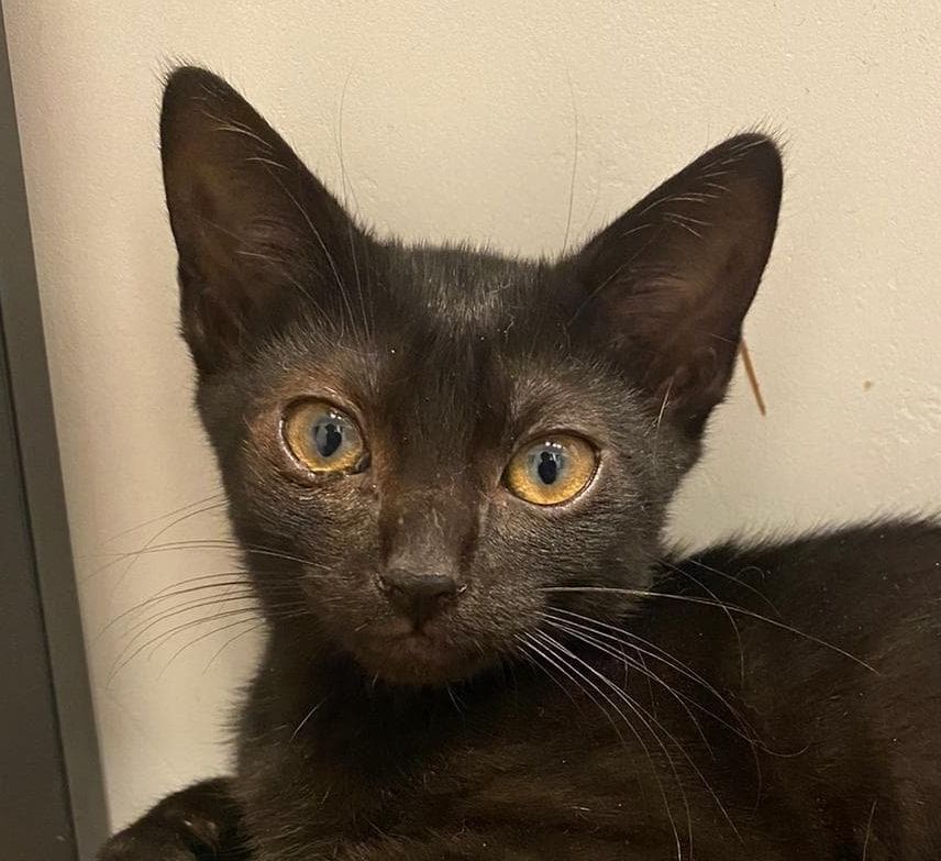 Adoptions Ecole Du Chat Valence