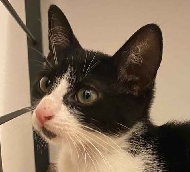 Adoptions Ecole Du Chat Valence